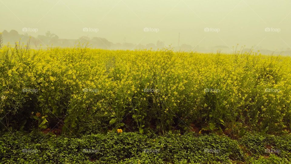 mustard fields