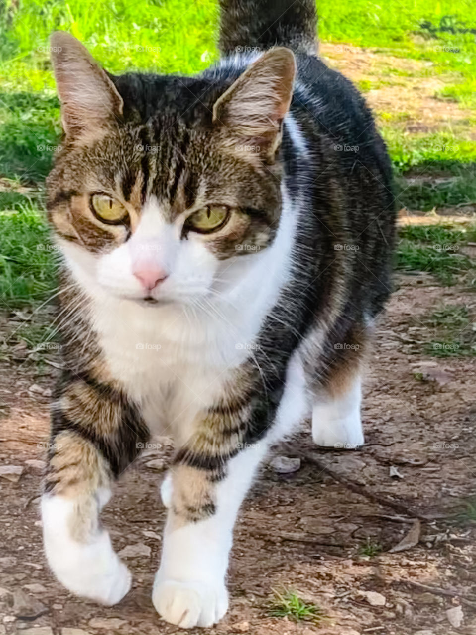 A cat takes her morning stroll in the garden