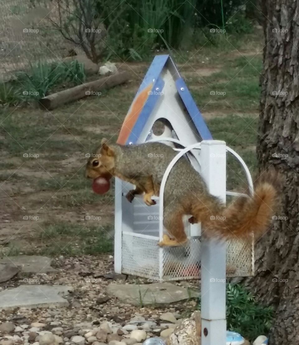 Local squirrel raids the bird feeder and finds a prize.