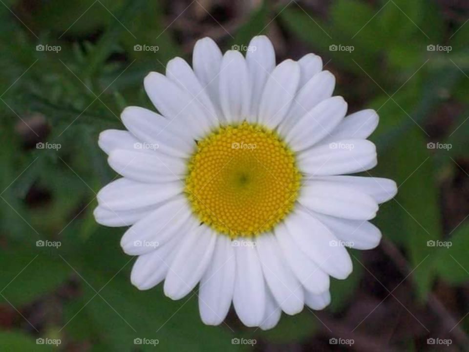 daisy