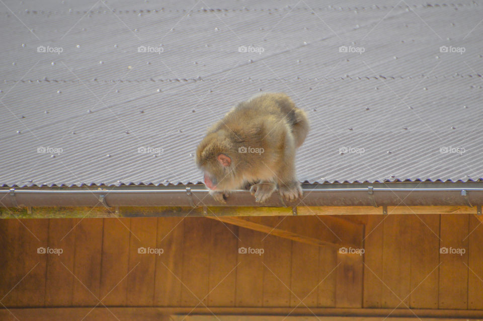 Japanese Monkey On Roof