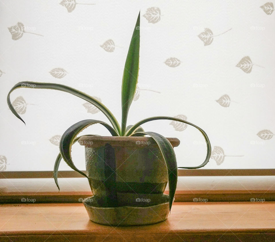 Photo of a single plant in pot