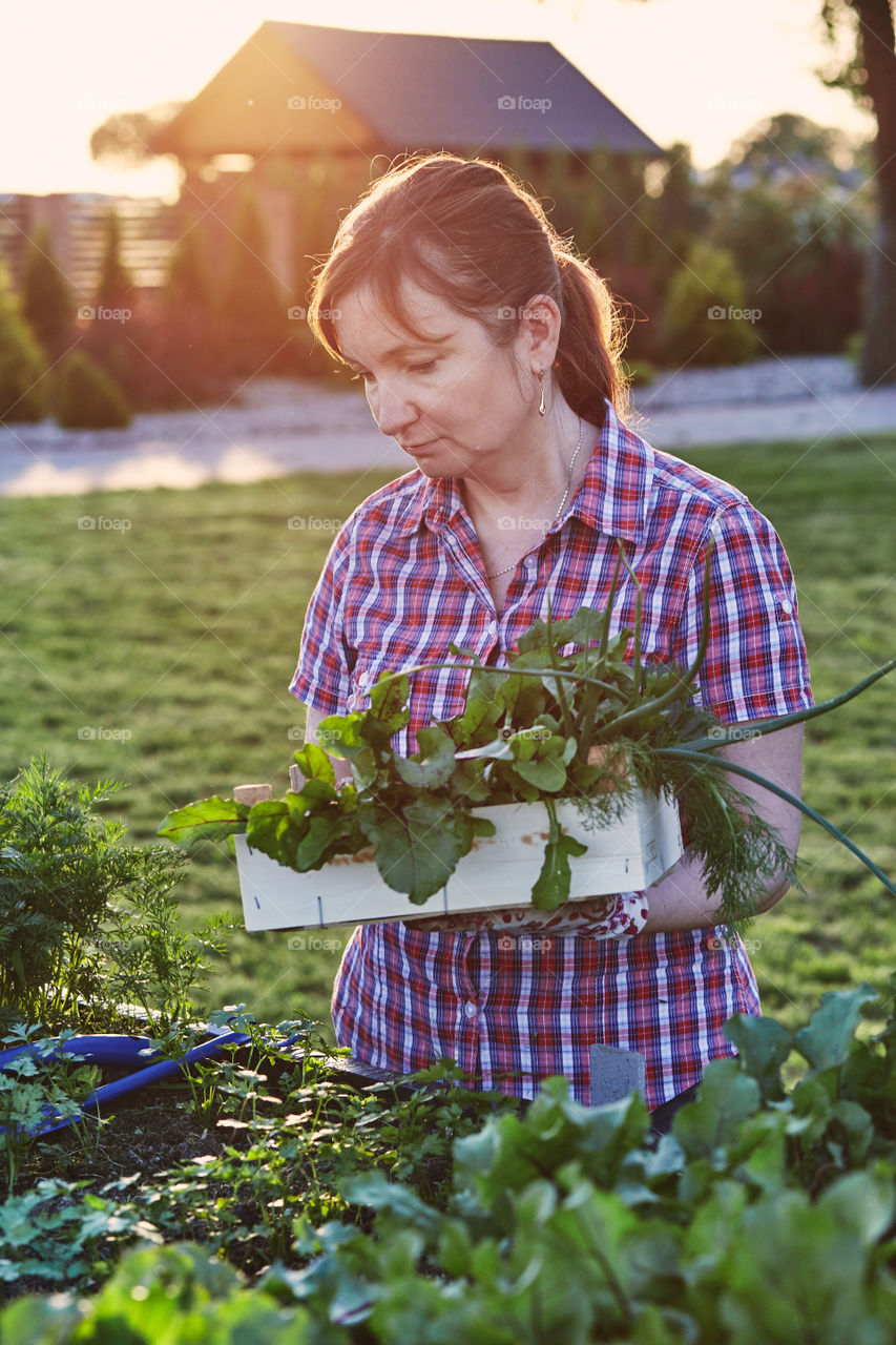 Woman working in a home garden in the backyard, picking the vegetables and put to wooden box. Candid people, real moments, authentic situations