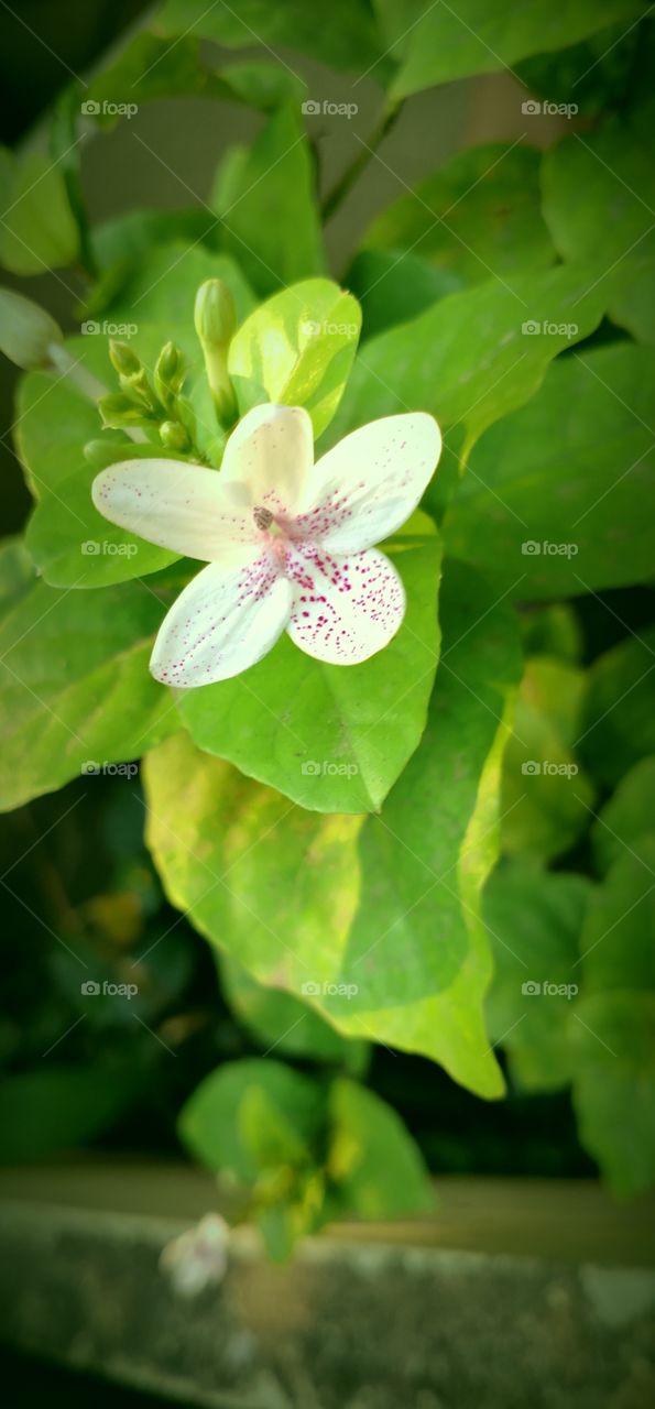 Flowers are always refreshing in nature it's a copy of jasmine flower