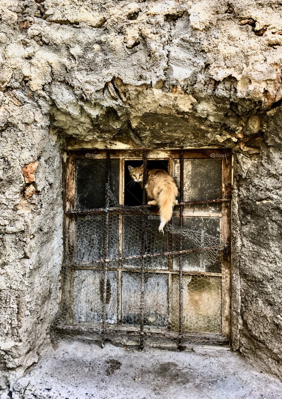 cat in a window.