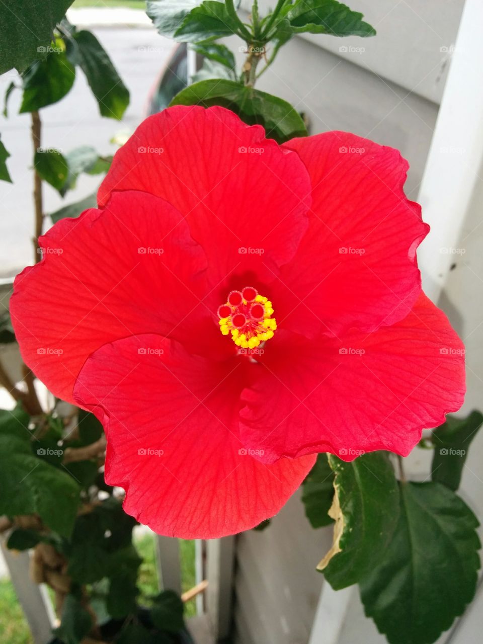 red hibiscus