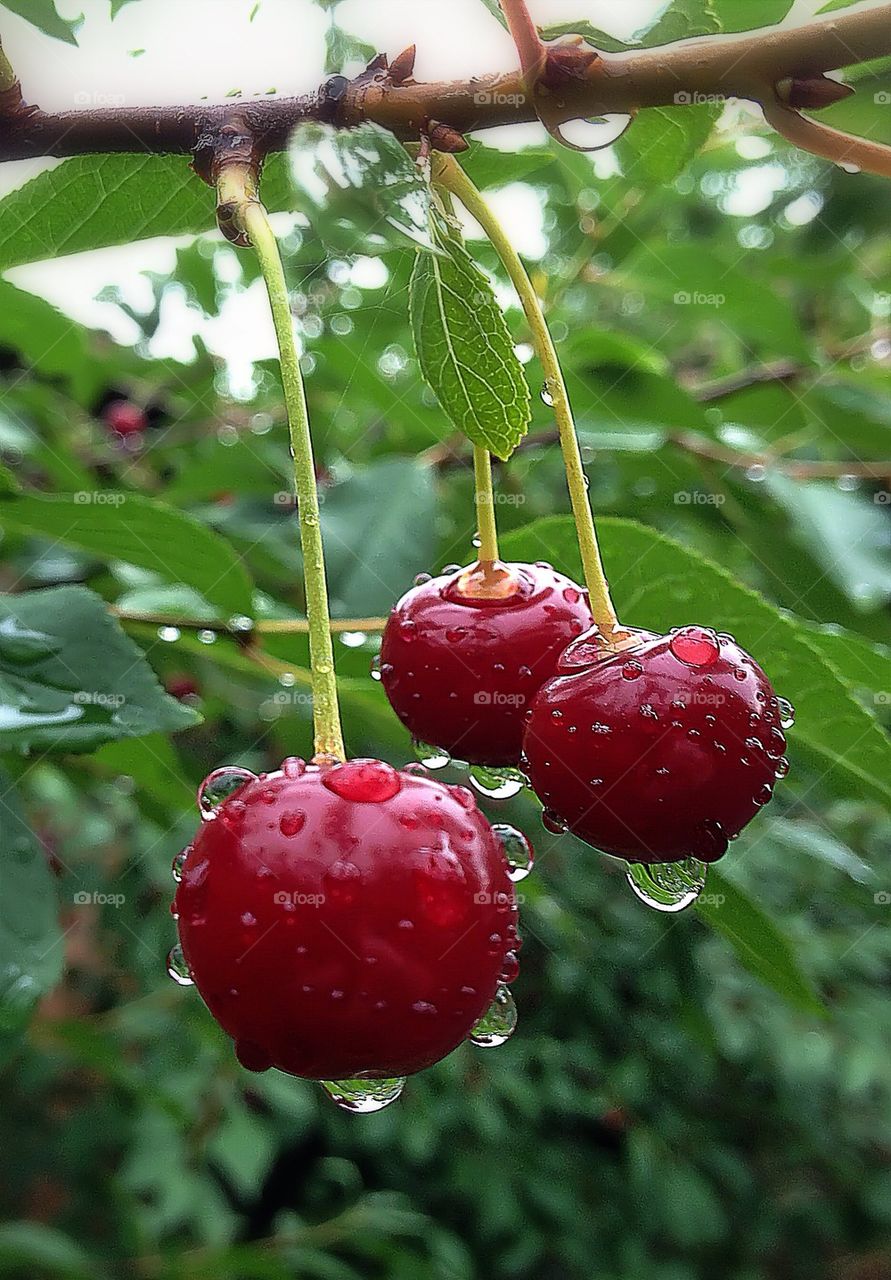 Cherries after the rain ..