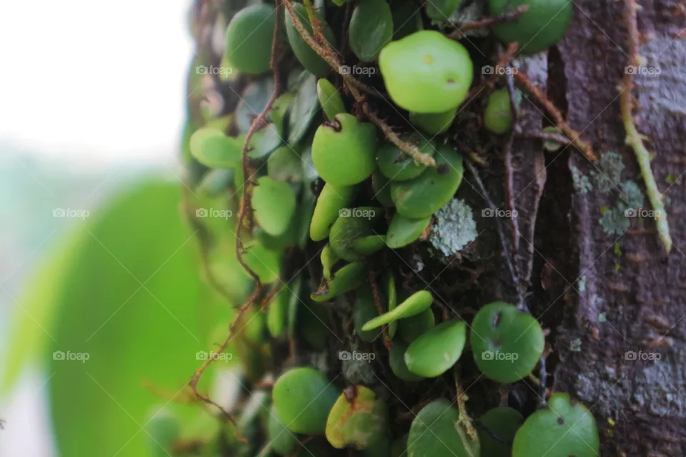 portrait of a plant