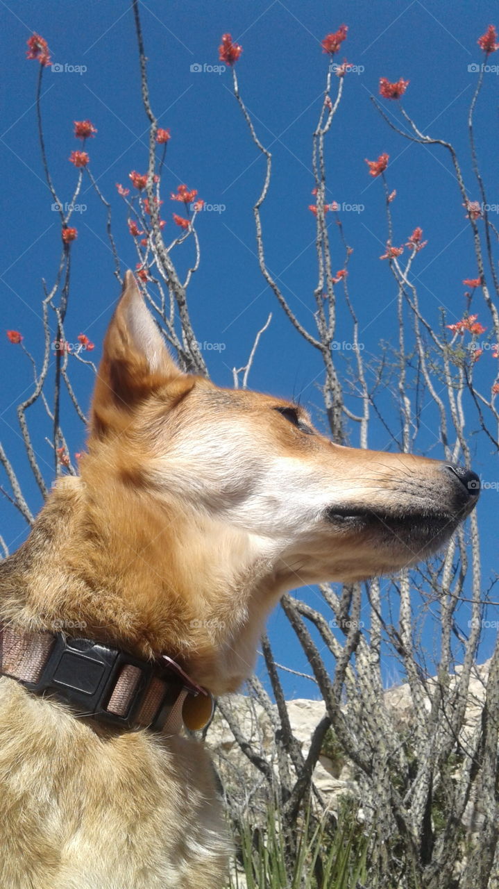 regal German shepherd with catus flowers