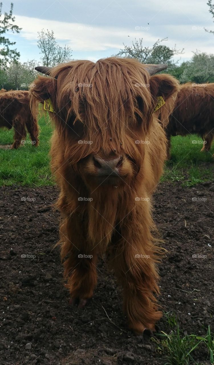 rind cow cattle highland braun