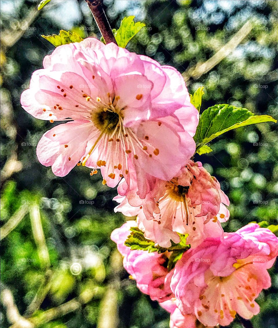 Delicate pink Almond Blossom