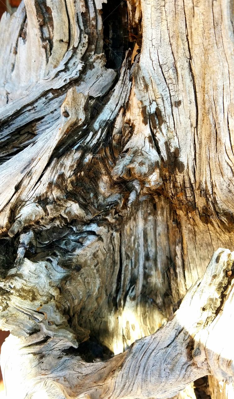 closeup of driftwood