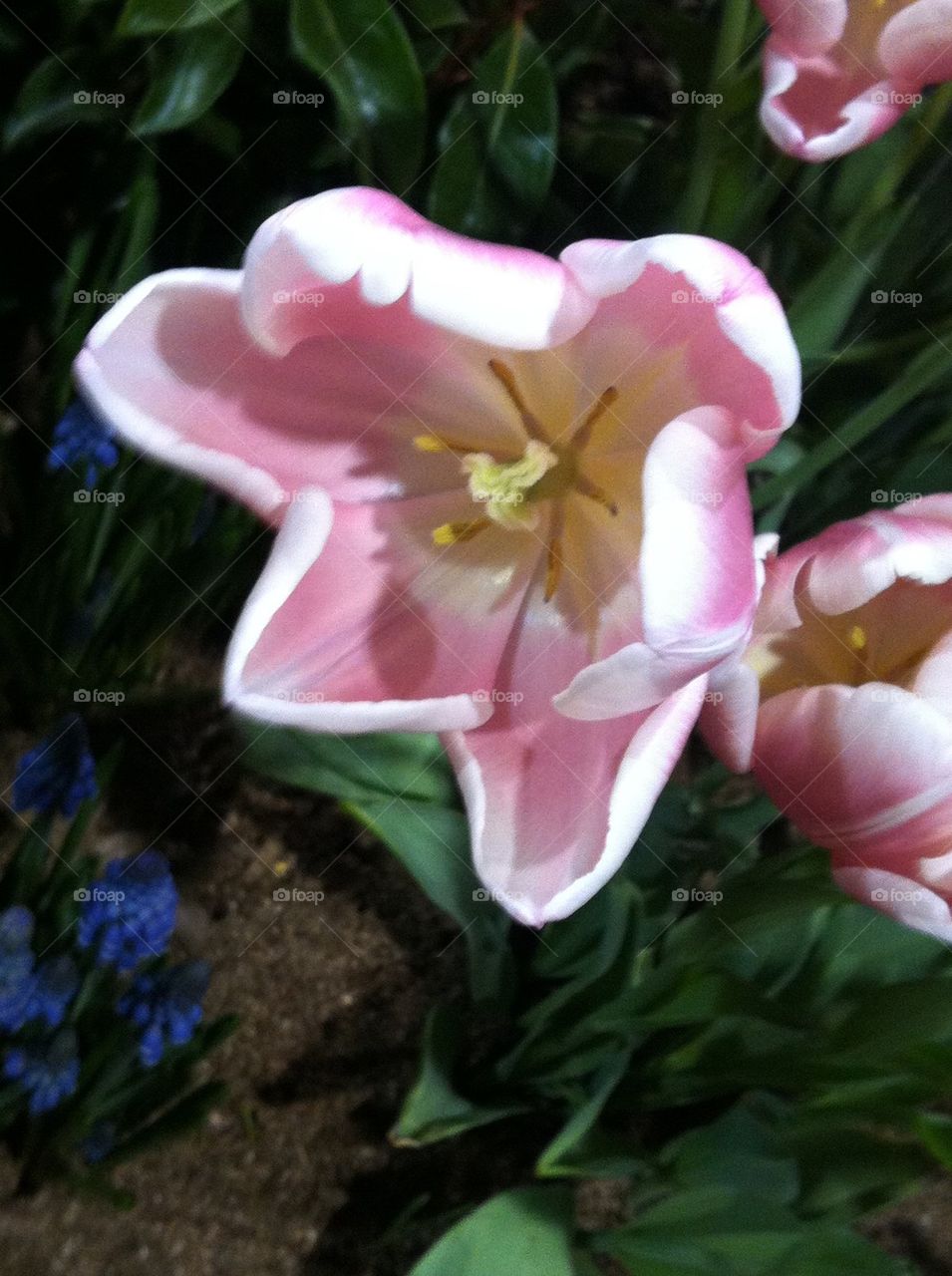 Tulip full bloom