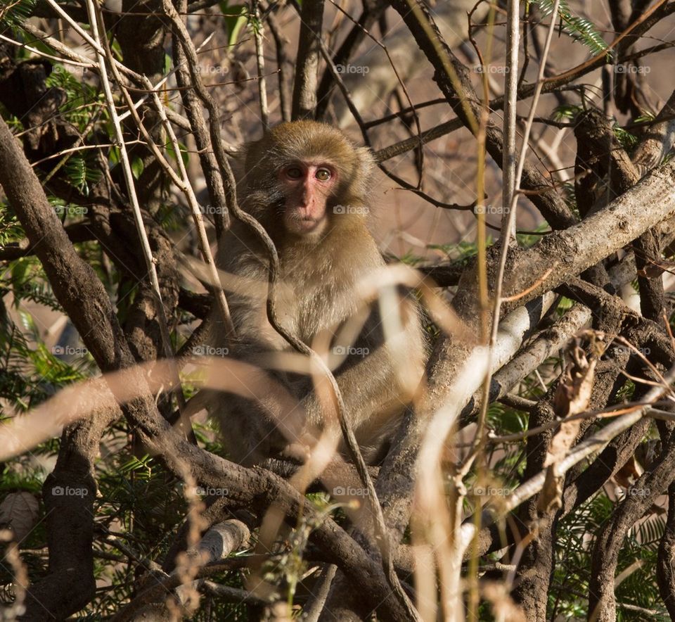 Monkey in a Tree