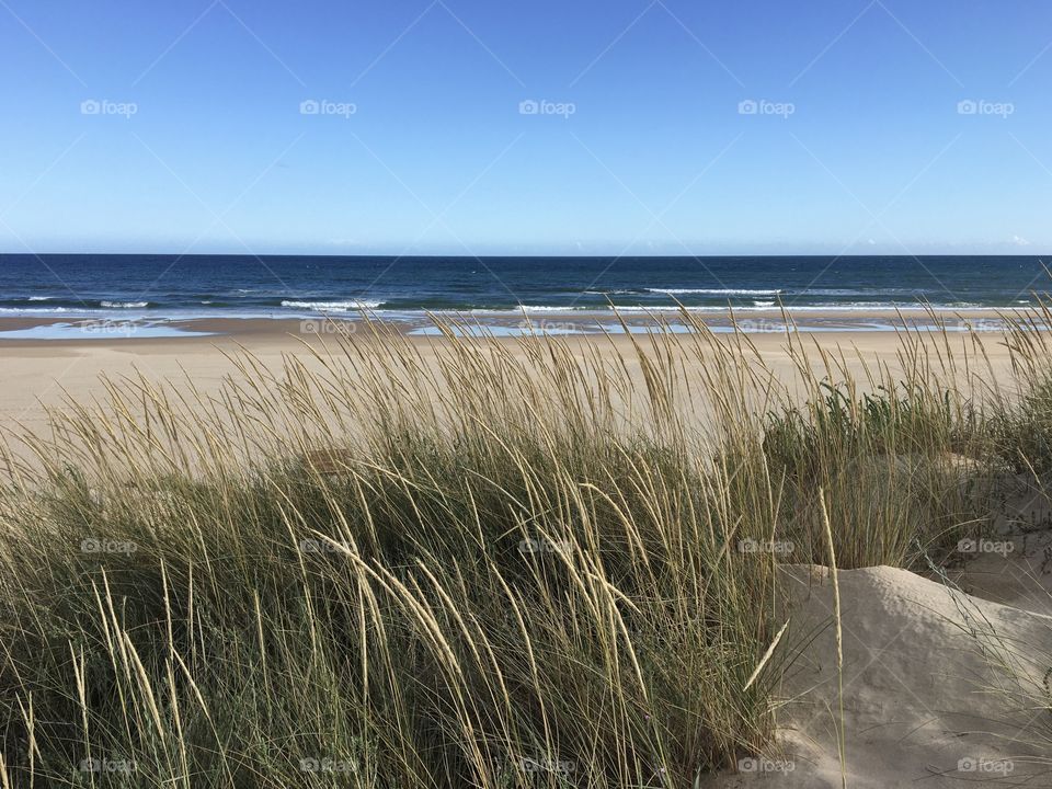 Grassland along the beach