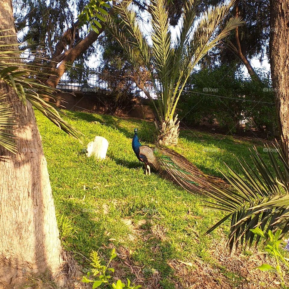 had no doubts that the peacock's tail was beautiful in the eyes of the peahen.