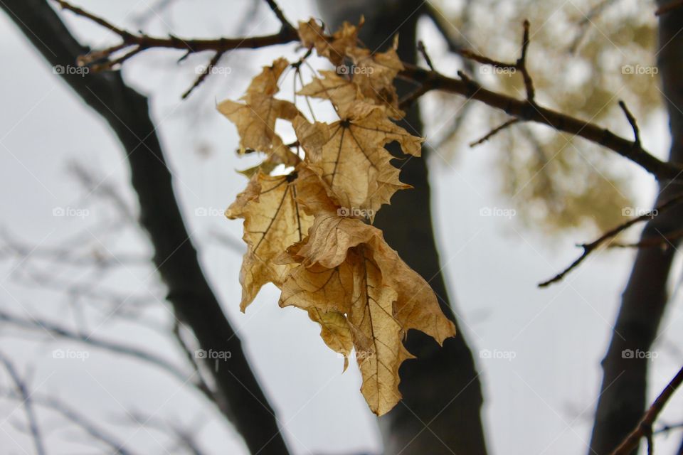 Autumn leaves during winter 