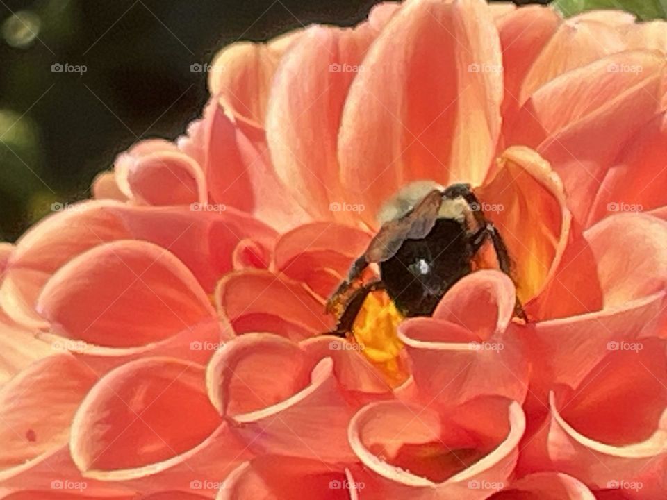 Bee 🐝