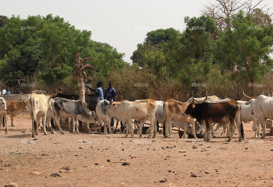 Herders taking  water from a well to give to their cattle 