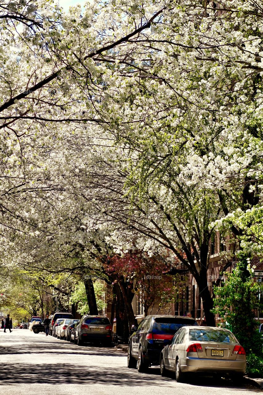 Spring Time in Greenwich Village. Spring Time in Greenwich Village, New York City