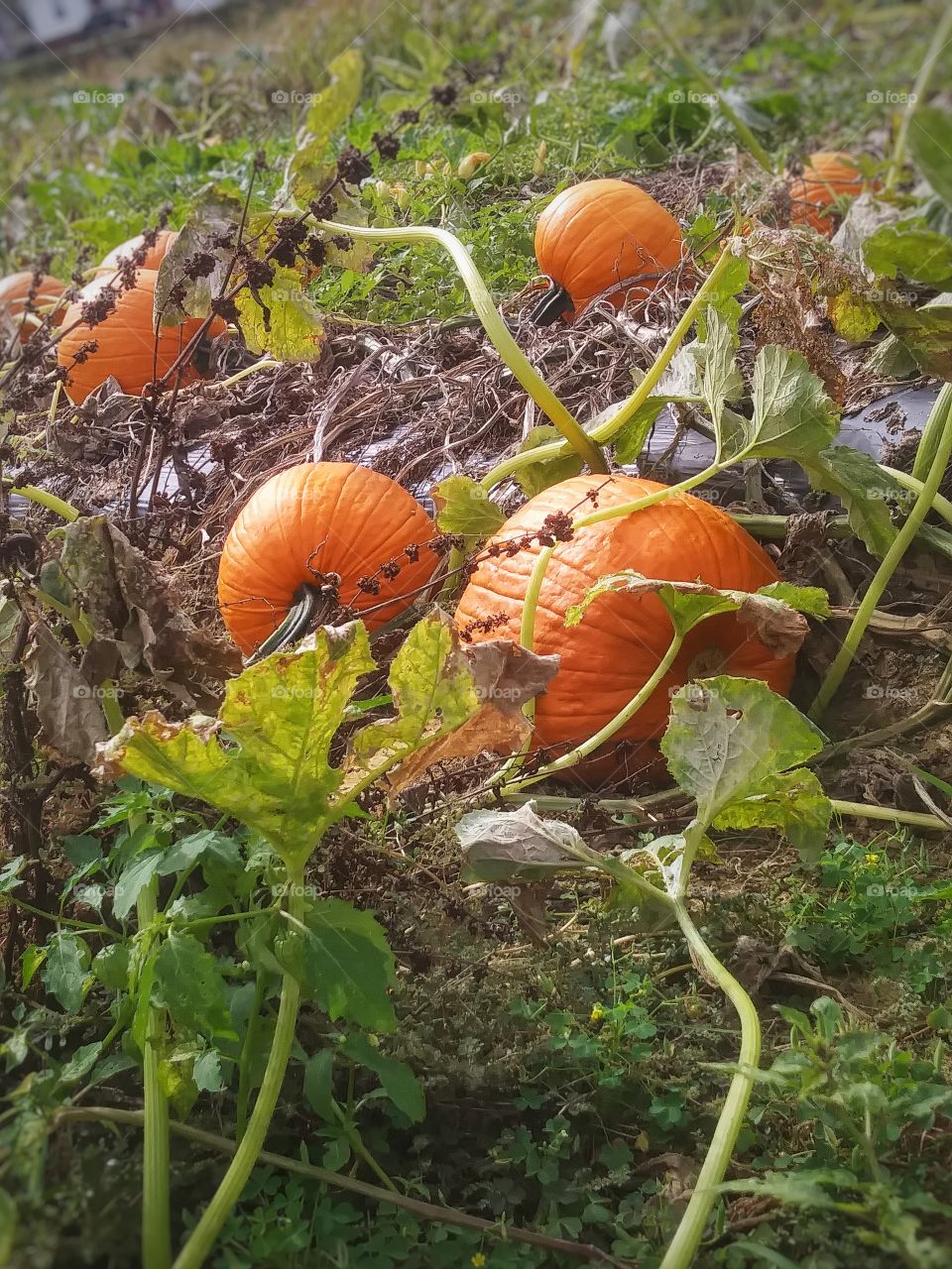 harvest