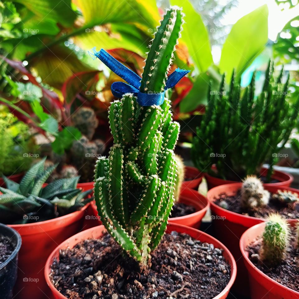 Variety of cactus with beautiful flower in garden. Small decorative cactus plants.