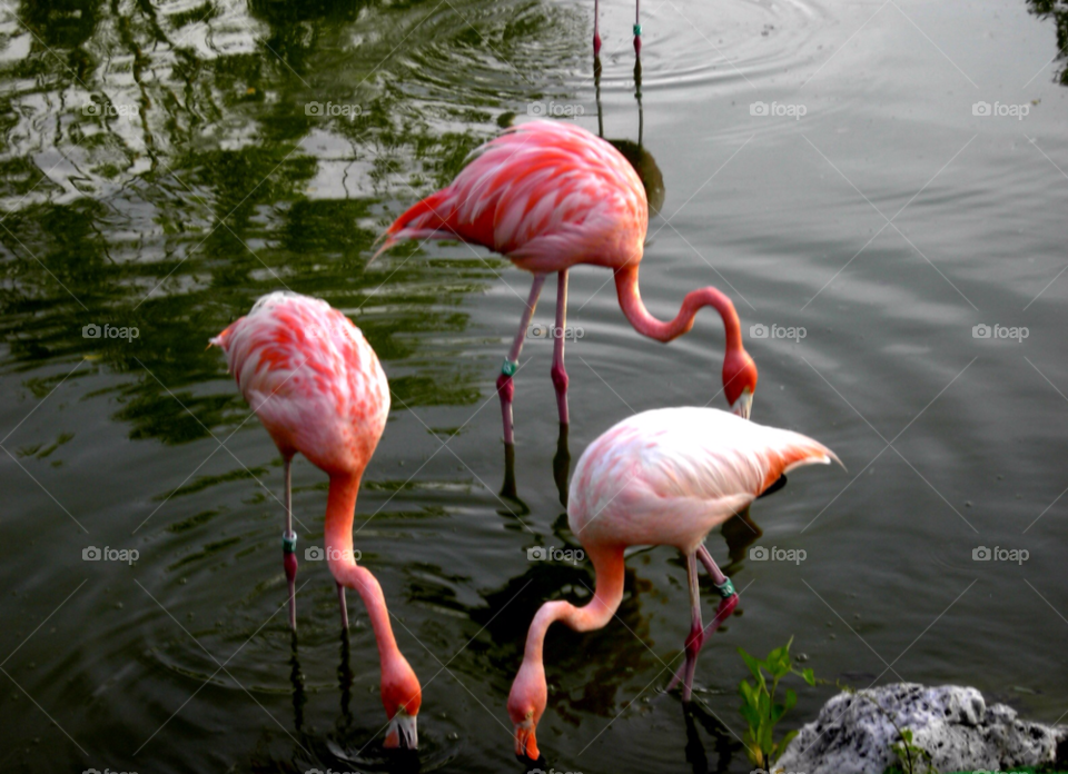 mexico birds flamingos exotic birds by bobmca1