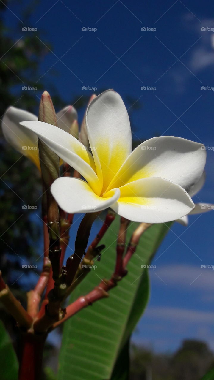 plumaria