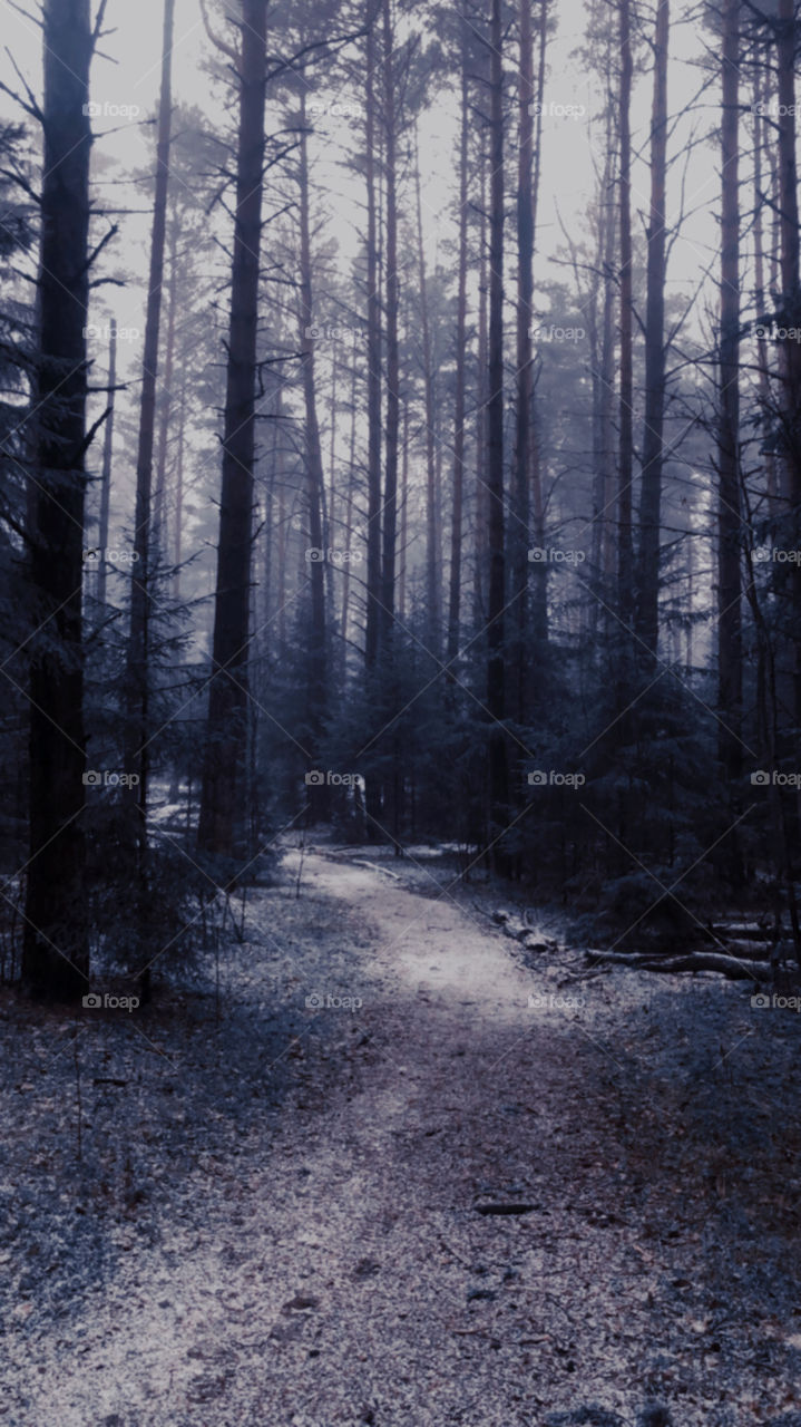 dark forest in fog 