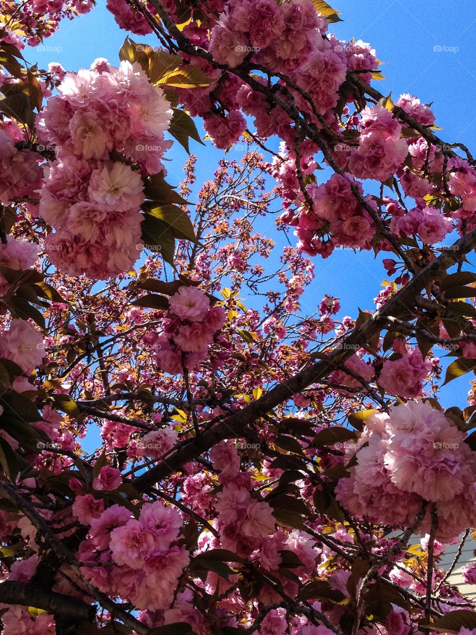 Spring blossoms 3