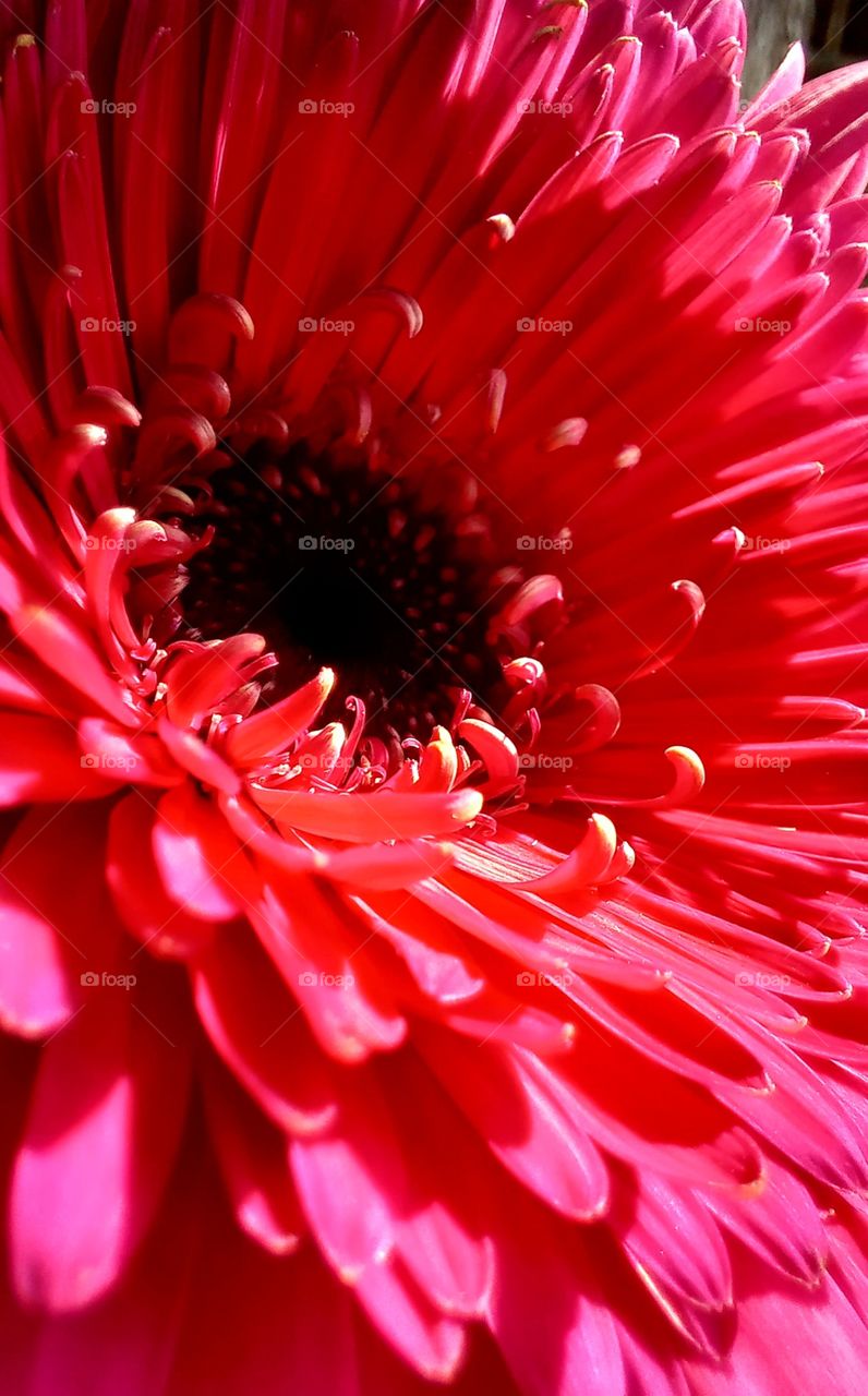 red flowers