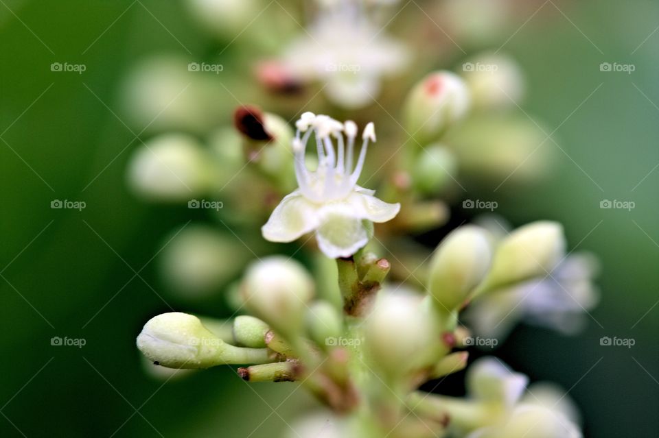 sea grape tree blossoms are the tiniest little blooms - find me on Instagram under atenakomar