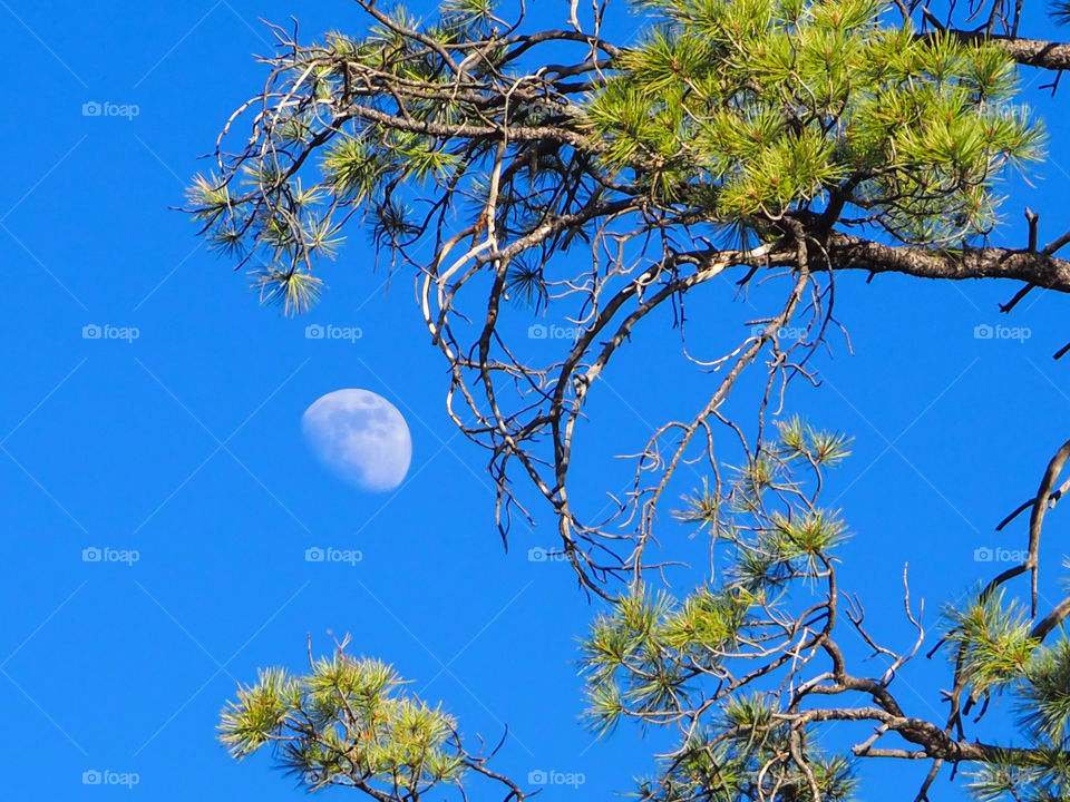 Moon in the early evening with pine tree