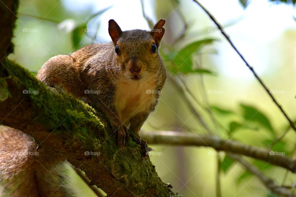 Inquisitive squirrel in the tree