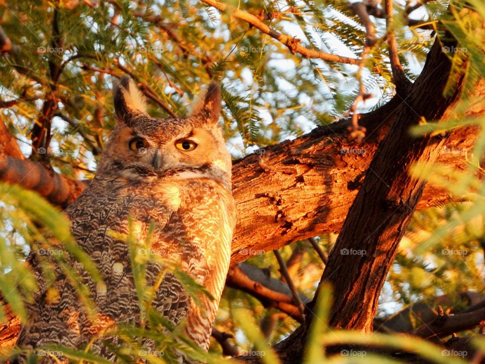 Great horned owl 