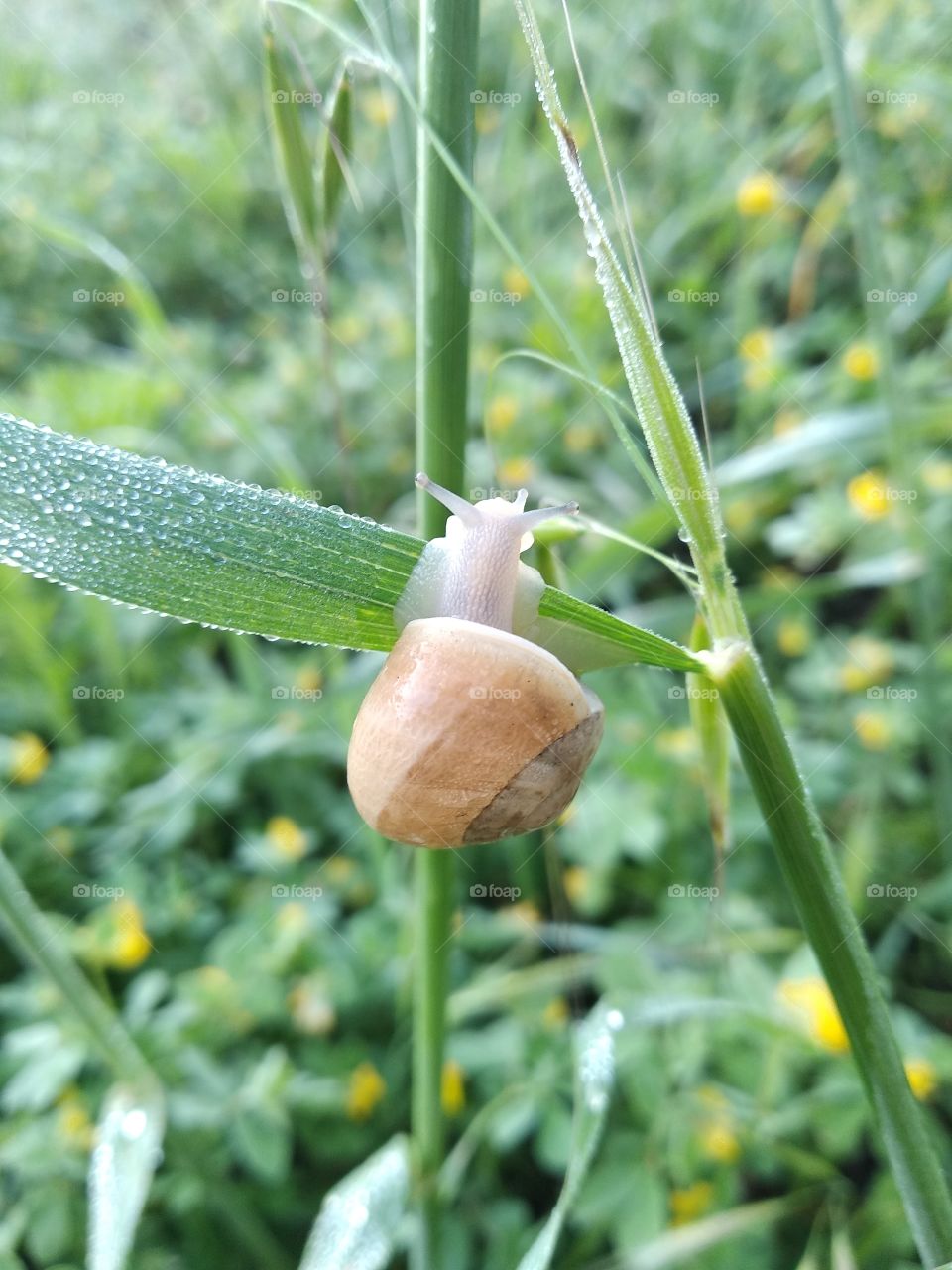 Snail