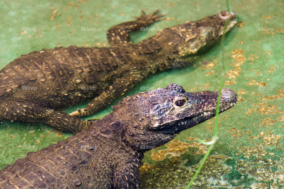 Two crocodile