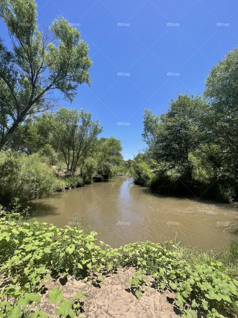 River calms and healing trees, water 💦