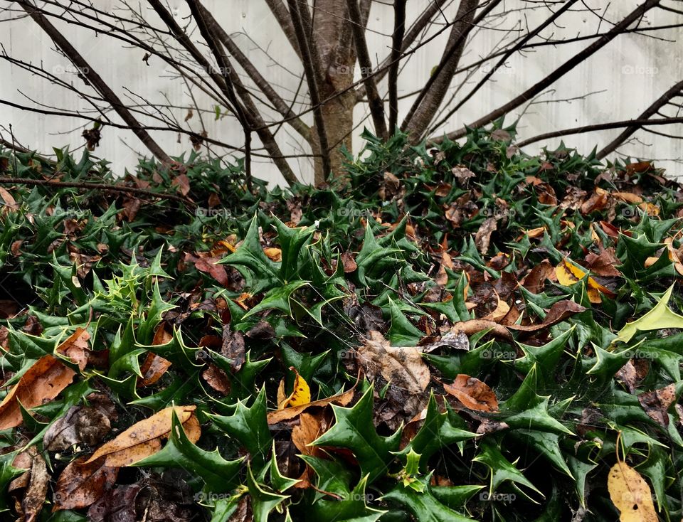 Leaves on the holly