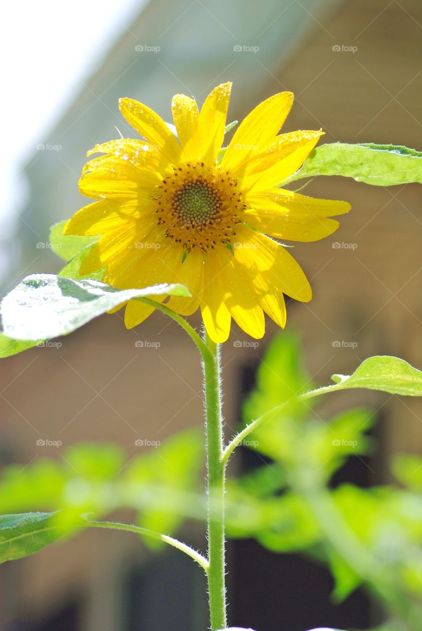 Sun flower