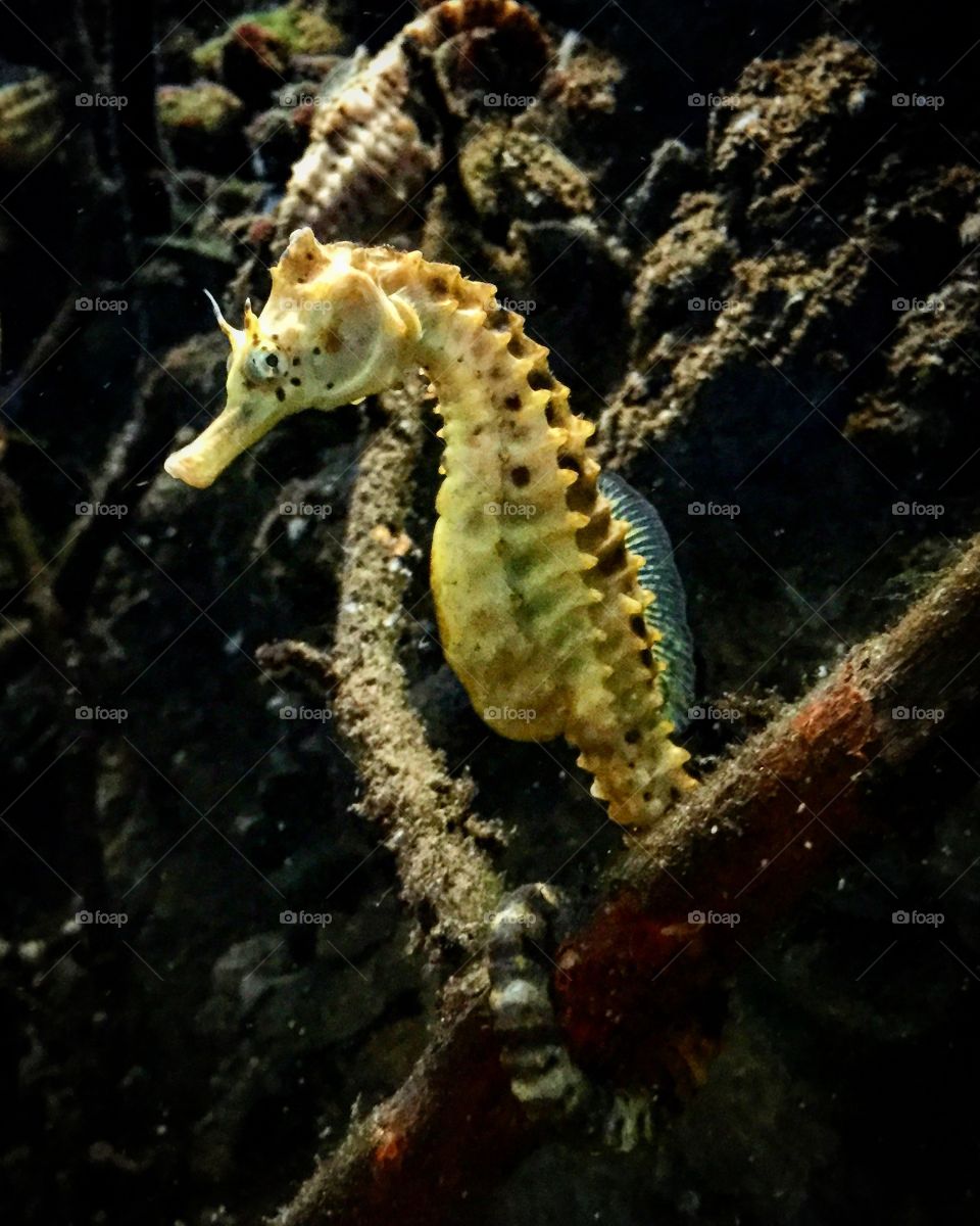 Seahorse!