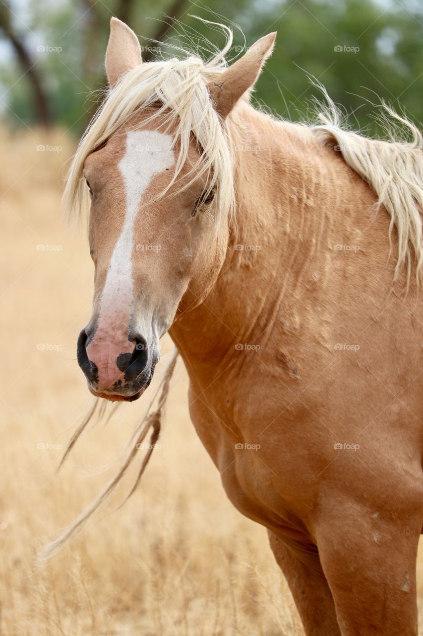 Wild Palomino Stallion in Nevada