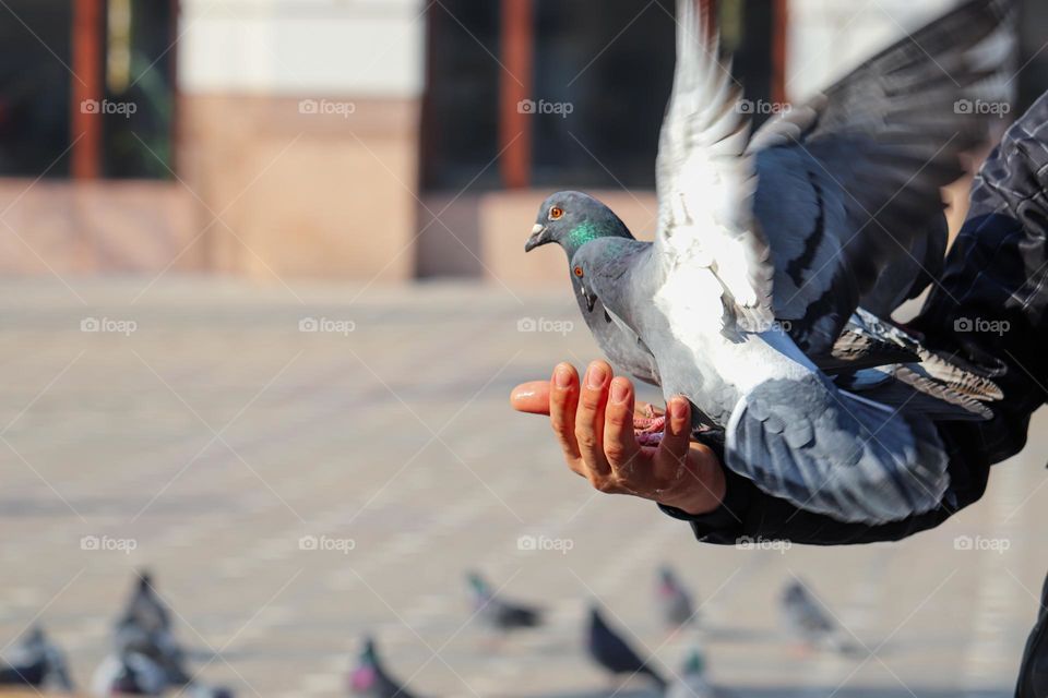 Pigeons