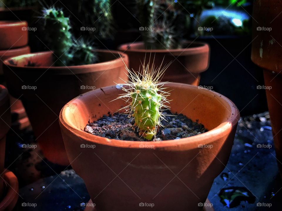 Baby saguaro cactus. Biggest cactus in the world... Soon