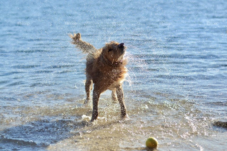 cute golden retriever