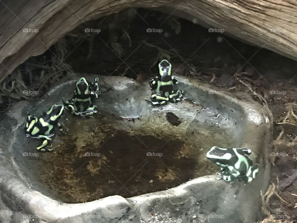 Exotic Frog Friends