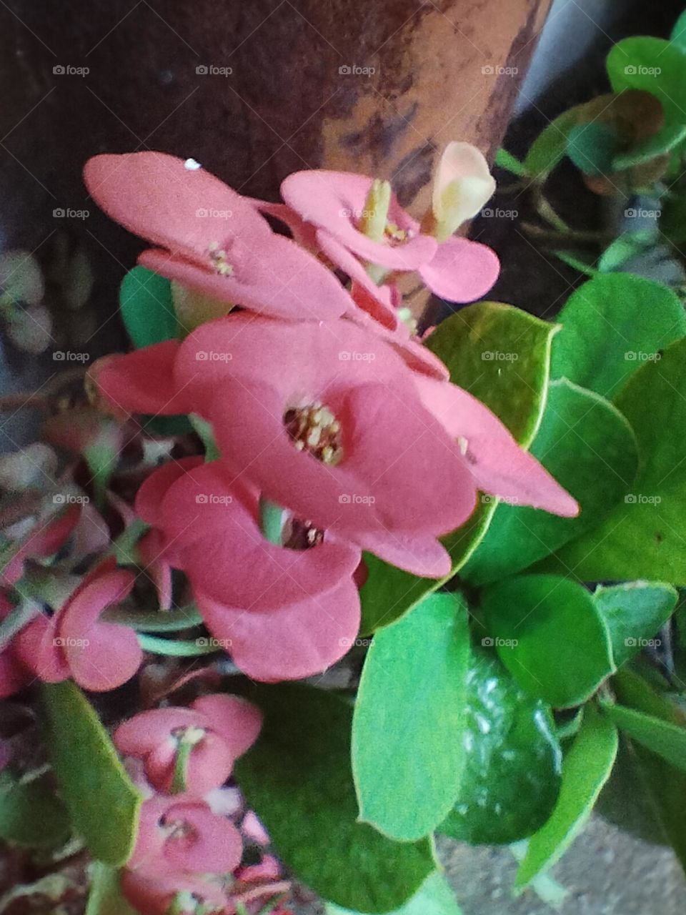pink flowers
