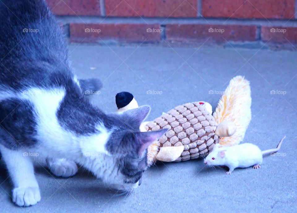 Mr. Gustav with mouse.