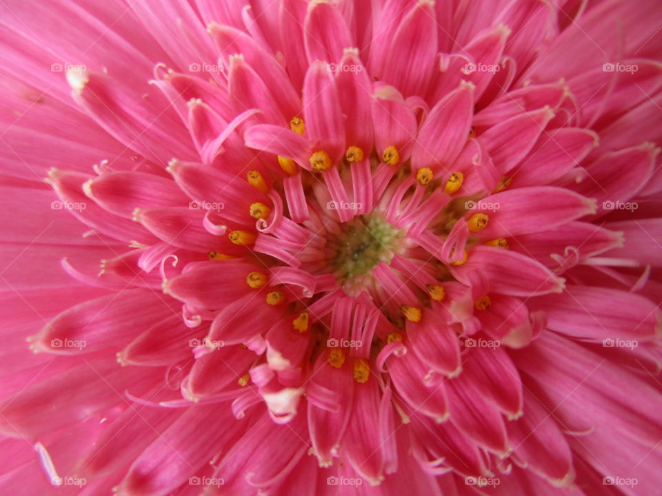 pink flower