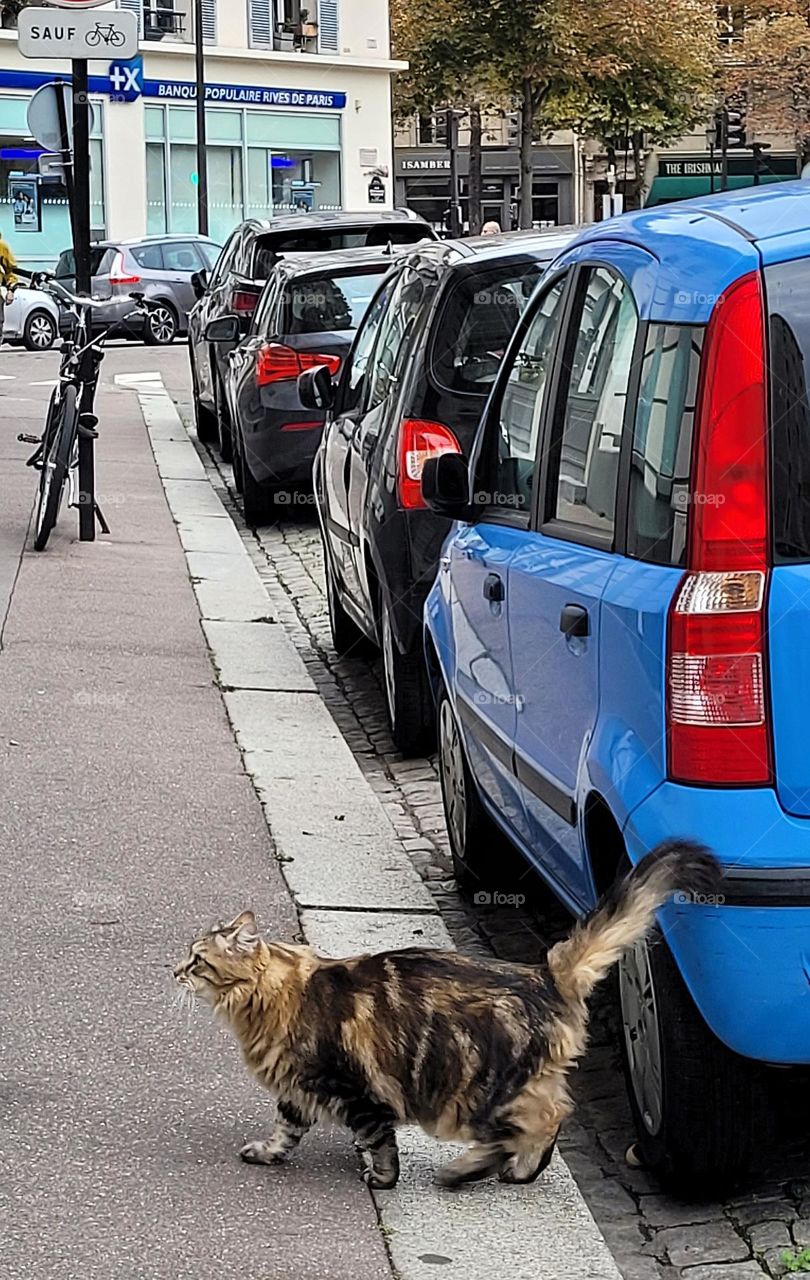 Cat on sidewalk near a few cars and a bike parked along a city street.